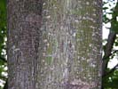 Bark of Acer pensylvanicum