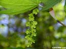 Flowers of Acer pensylvanicum