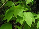 Leaves of Acer pensylvanicum