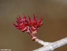 Flowers of Acer rubrum