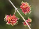 Flowers of Acer rubrum