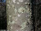 Bark of Acer rubrum