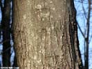 Bark of Acer rubrum