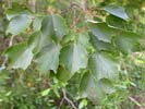 Leaves of Acer rubrum
