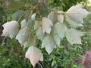 Leaves of Acer rubrum