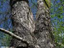 Bark of Acer saccharinum