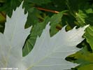 Leaf of Acer saccharinum