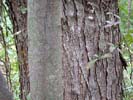 Bark of Acer saccharinum