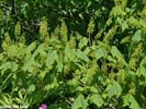 Flowers of Acer spicatum