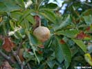 Fruit of Aesculus flava