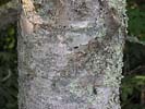 Bark of Aesculus flava