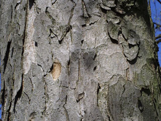Bark of Aesculus flava