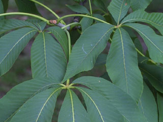 Leaves of Aesculus flava