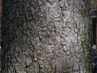 Bark of Aesculus glabra