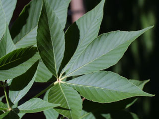 Leaves of Aesculus glabra