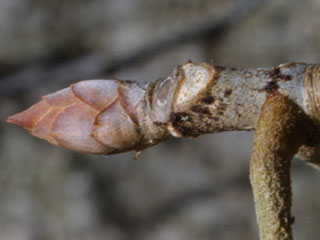 Twig of Aesculus glabra