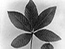 Leaves of Aesculus glabra