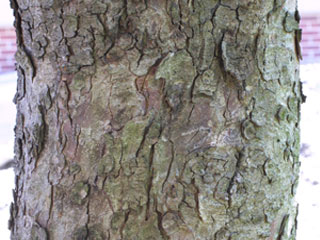 Bark of Aesculus hippocastanum
