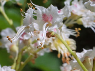 Flowers of Aesculus hippocastanum