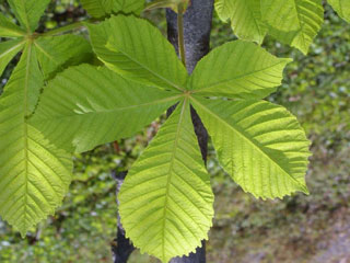 Leaves of Aesculus hippocastanum