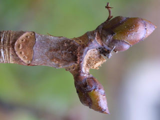 Twig of Aesculus hippocastanum