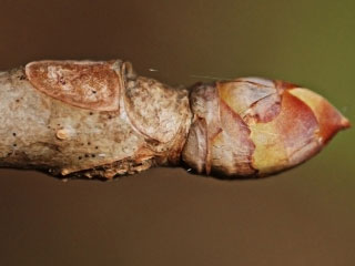 Twig of Aesculus pavia