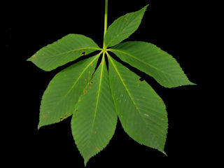 Leaf of Aesculus sylvatica