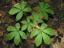Leaves of Aesculus sylvatica