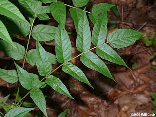 Leaves of Ailanthus altissima