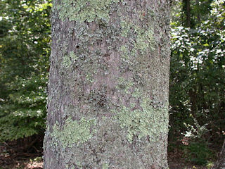 Bark of Ailanthus altissima