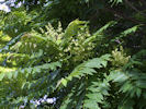Flowers of Ailanthus altissima