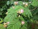 Flowers and leaves of Albizia julibrissin
