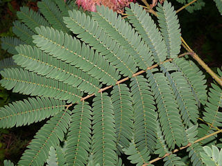 Leaves of Albizia julibrissin