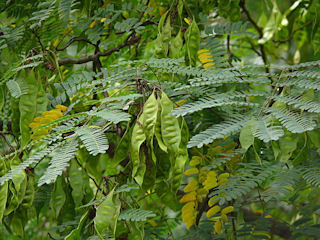Leaves and pods of Albizia kalkora