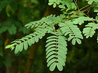 Leaves of Albizia kalkora