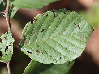 Leaf of Alnus serrulata