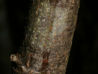 Bark of Alnus serrulata