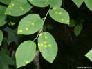 Leaves of Amelanchier arborea