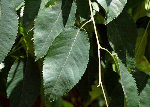 Leaves of Amelanchier arborea