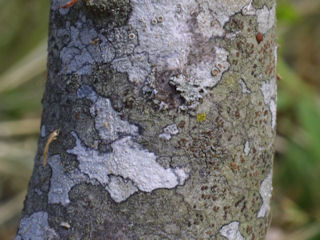 Bark of Amelanchier arborea