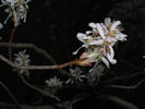 Flowers of Amelanchier arborea