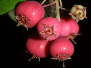 Berries of Amelanchier arborea