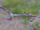 Twig of Amelanchier arborea