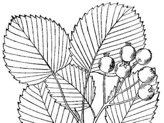 Illustration of Amelanchier sanguinea