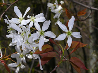 Flowers of Amelanchier laevis