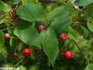 Berries of Amelanchier laevis