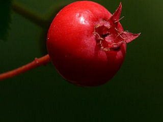 Berry of Amelanchier laevis