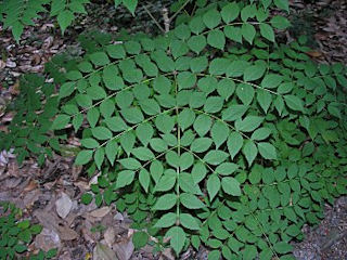Compound leaf of Aralia spinosa