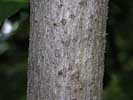 Bark of Aralia spinosa