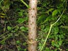 Bark of Aralia spinosa